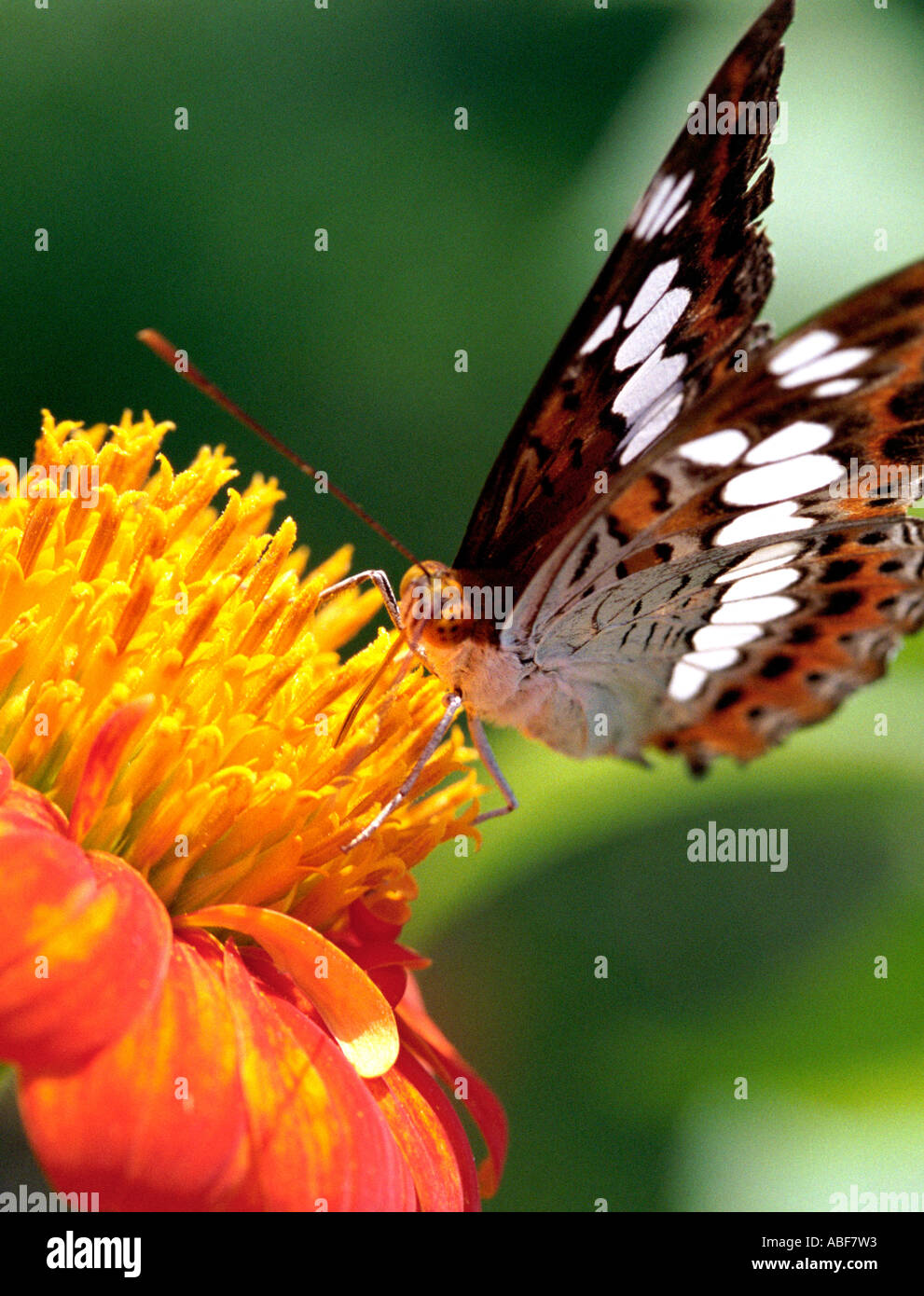Papillon procris commandant Moduza Lymphalidae Limenitis procris de sucer le nectar des fleurs Zinnia sauvage Banque D'Images