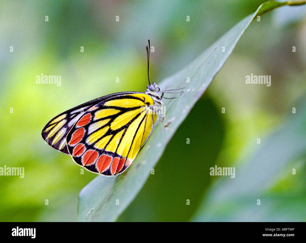 Papillon Pieridae Delias Jézabel communs adultes eucharis reposant sur une feuille Banque D'Images