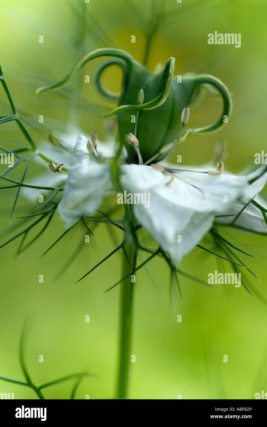 L'amour dans un brouillard blanc Nigella damascena macro close up detail capitule annuel symbole de l'amour Banque D'Images