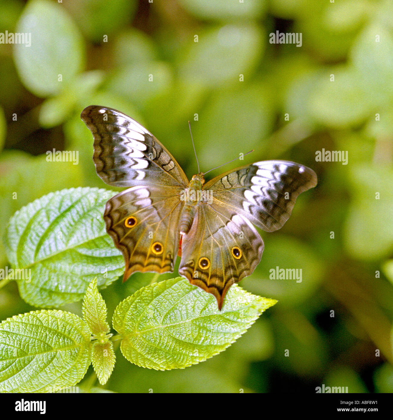 Vindula erota Nymphalidae Papillon Cruiser saloma Cynthia erota femelle adultes repose sur Lantana leaf Banque D'Images
