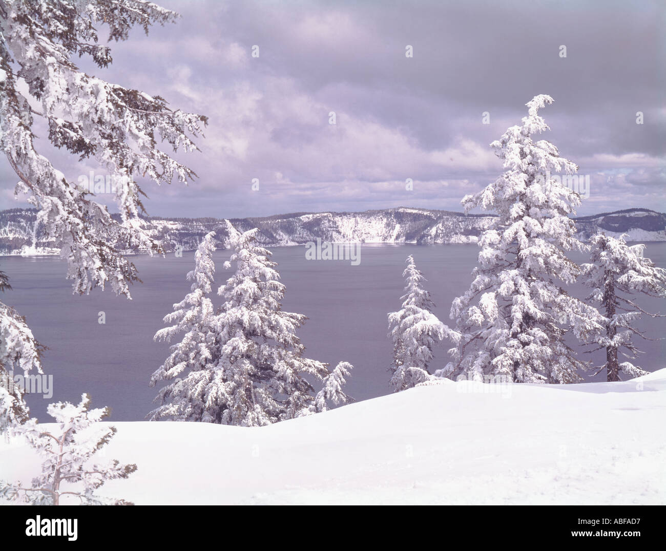 Crater Lake National Park dans l'Oregon lors de fortes chutes de neige de l'hiver après un nouveau revêtement a les arbres Banque D'Images