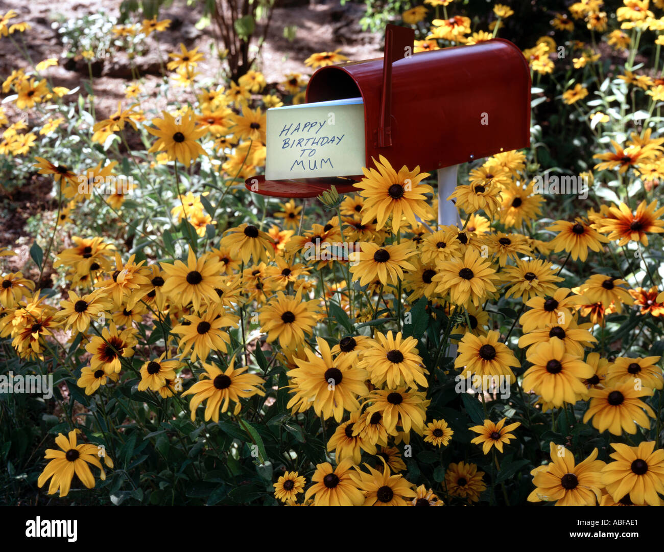 Boîte aux lettres rouge contenant Joyeux anniversaire à maman entourée de carte Black Eyed Susan fleurs Banque D'Images