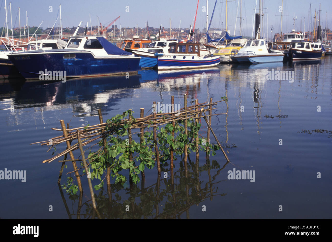 Whitby Penny Hedge ou Horngarth Yorkshire événement annuel le matin de la veille de l'Ascension, construit dans le port de la rivière Esk, Whitby années 1990 Royaume-Uni HOMER SYKES Banque D'Images