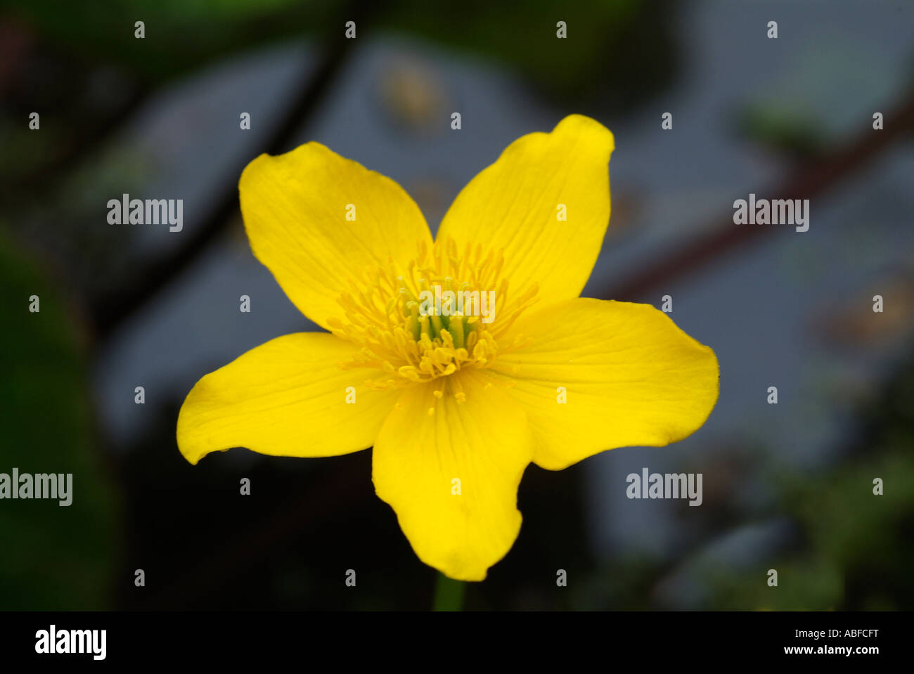Caltha Palustris Populage des marais d'eau douce jaune fleur plante commune Kingcup les marais boisés humides sauvages d'or lumineux des fossés Banque D'Images