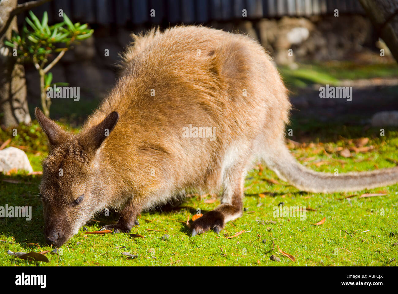 Wallaby de Bennett Banque D'Images