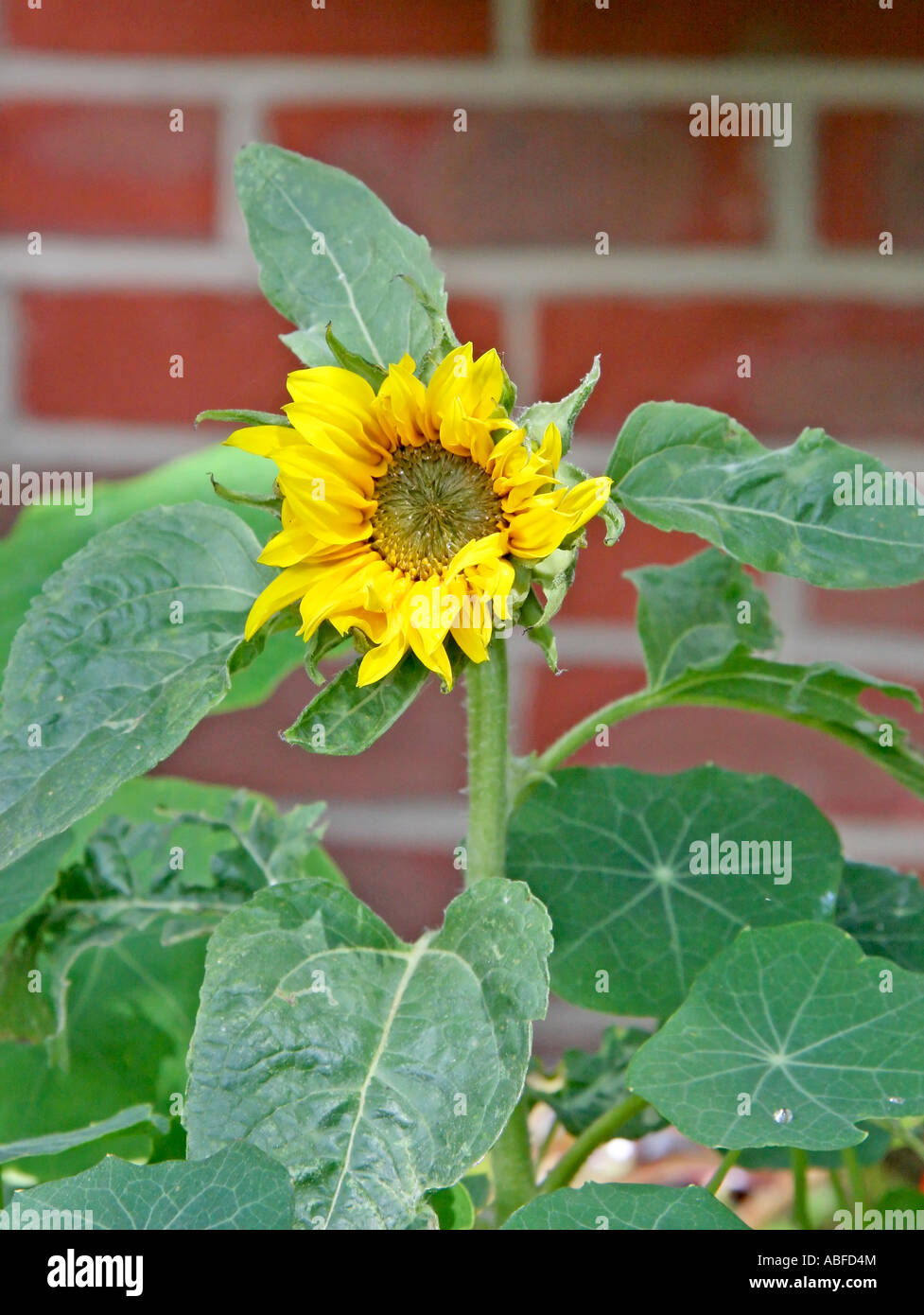 Un tournesol Helianthus annuus plante avec feuilles et fleurs contre un mur de briques Banque D'Images