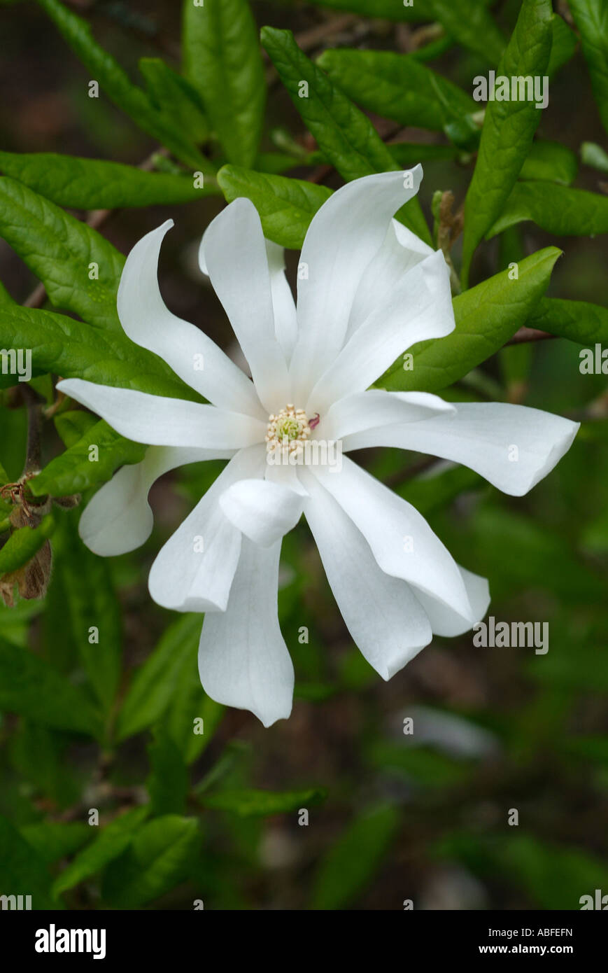 Magnolia stelata arbuste arbre woody bois étoile blanche fleur de ressort fleur pétale de fleur fleur fleur allongée Banque D'Images