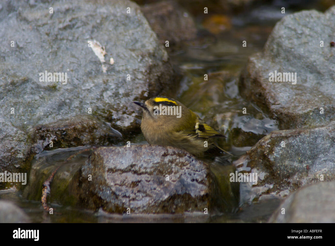 Goldcrest. Baignade en étang de jardin adultes à Surrey en Angleterre l'hiver Banque D'Images