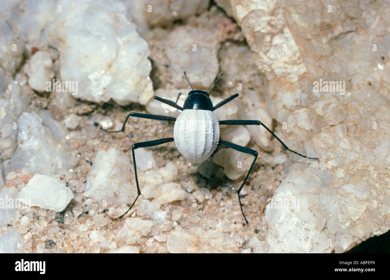 Darkling beetle Cauricara eburnea Ténébrionidés sur une plaine de gravier de quartzite dans le désert du Namib en Namibie Banque D'Images