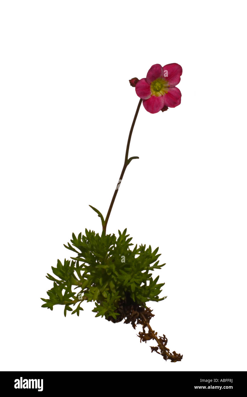 Saxifrage moussue Fourwinds.plante entière Avril Angleterre Surrey Banque D'Images