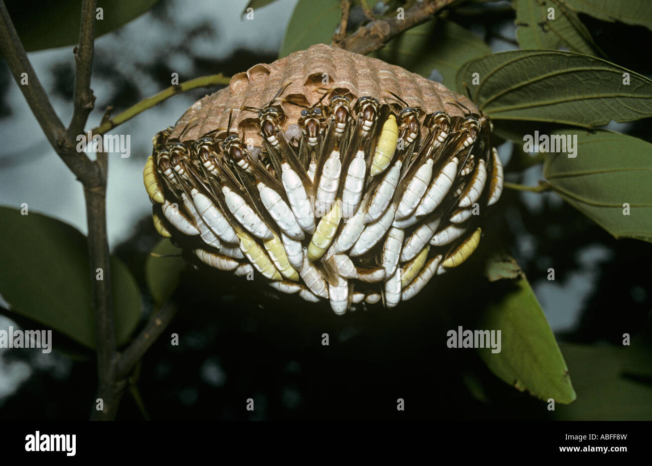 Apoica pallens guêpe sociale qui est actif la nuit et se repose sur le nid dans journée campo cerrado Brésil Banque D'Images