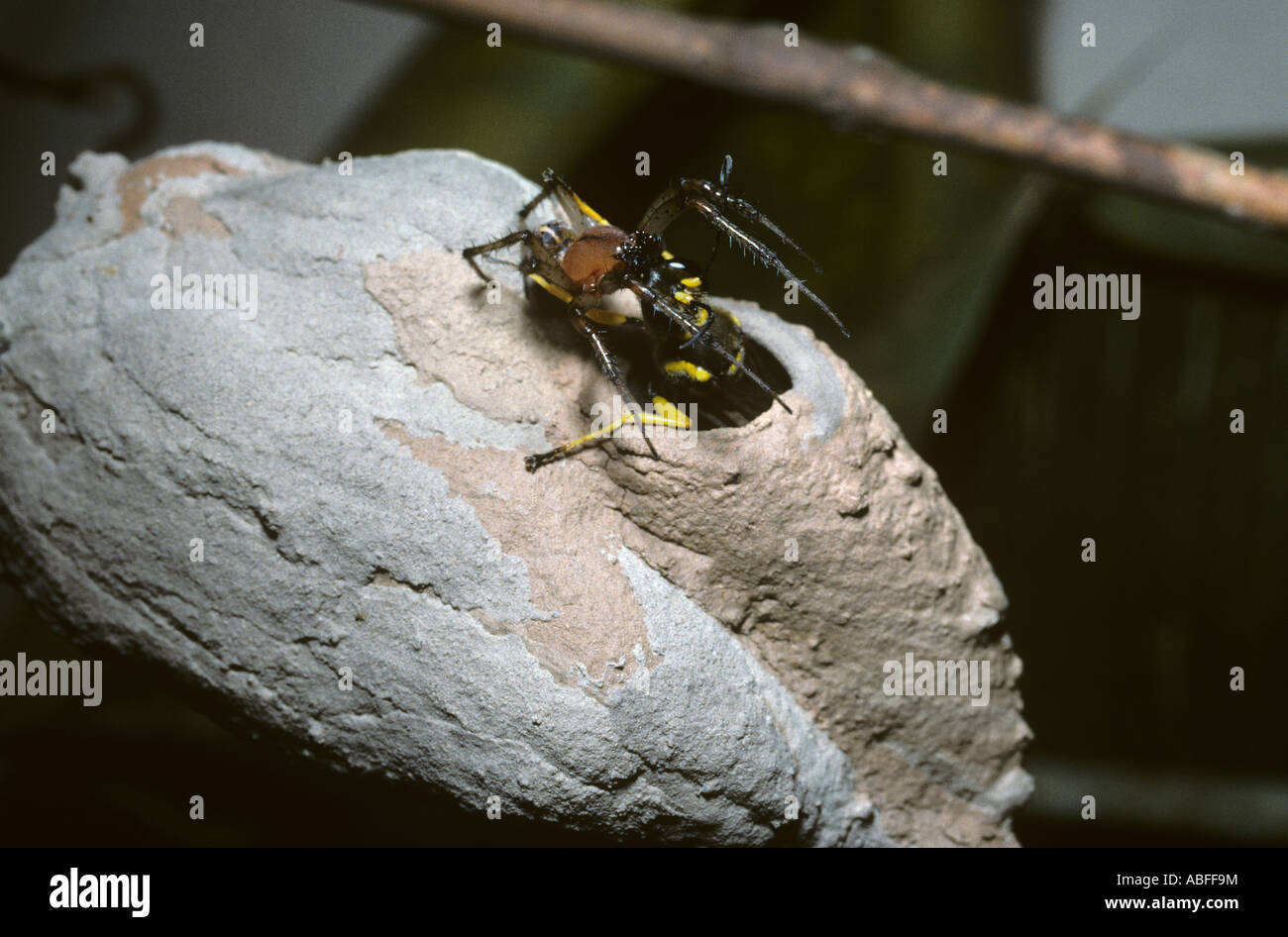 Guêpe Sceliphron barbouilleur boue fistularum Sphecidae reculant dans