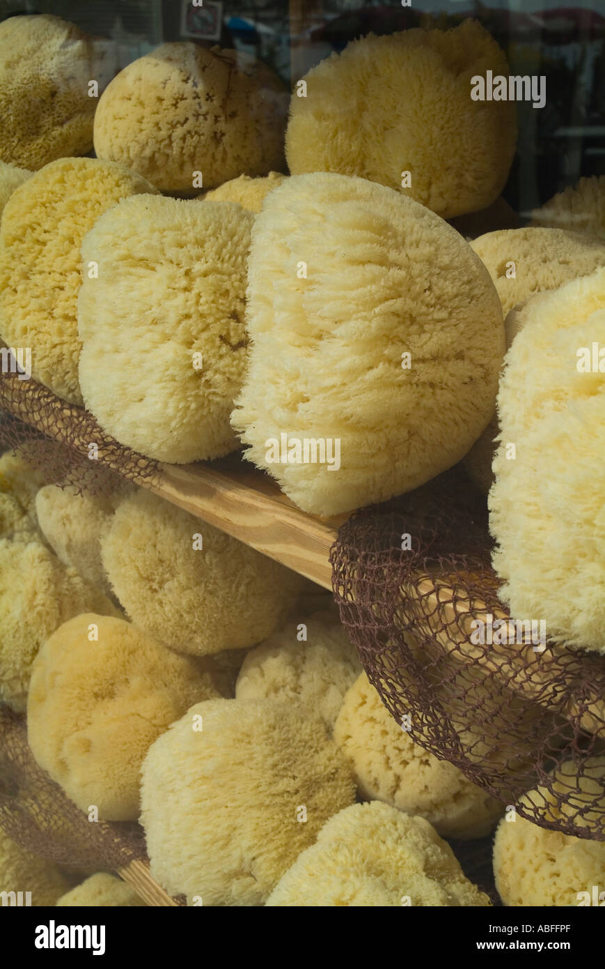 dh Porifera Demospongiae éponges MARINE FUERTEVENTURA éponges naturelles sur Vente dans la boutique Corralejo fenêtre Banque D'Images