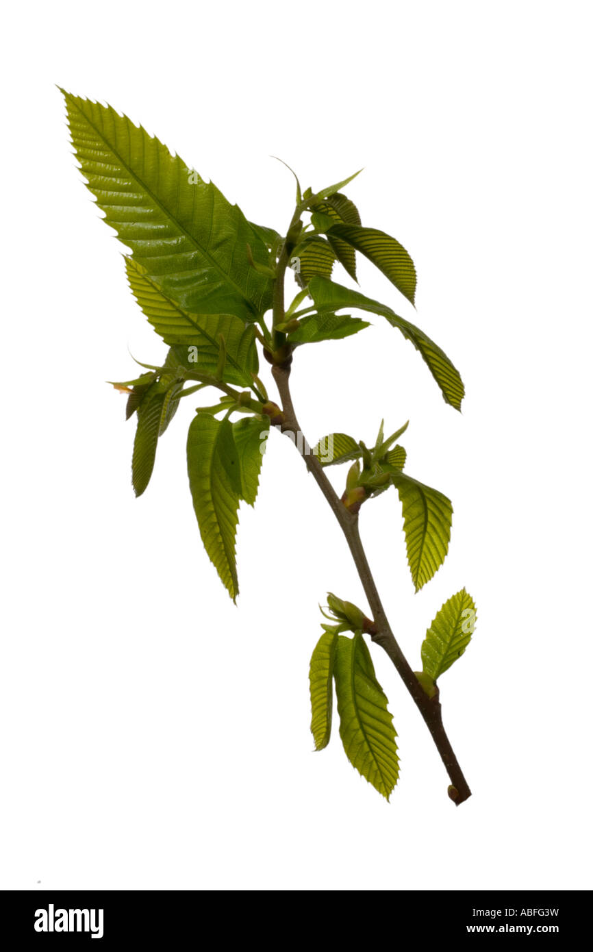 Sweet Chestnut leaf Cut-out. Les jeunes feuilles des tiges au printemps Avril Angleterre Surrey Banque D'Images