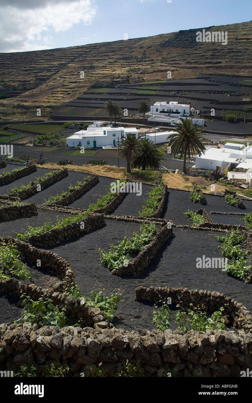 dh ferme vignoble volcanique LOS VALLES LANZAROTE Maison blanche avec champs en terrasses ferme traditionnelle vignes terres agricoles Banque D'Images