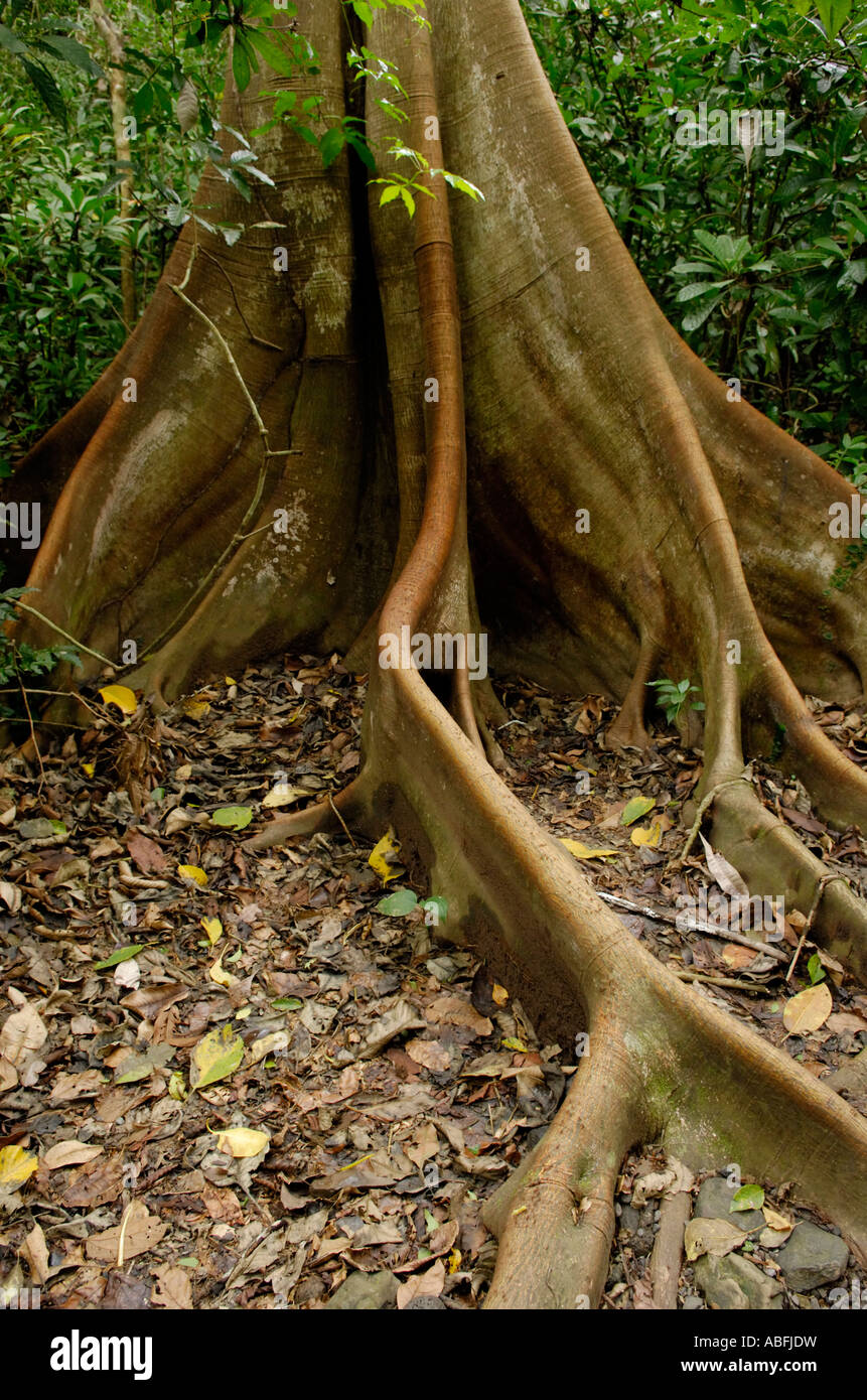 Arbre avec des racines de surface et de renforcer les racines de la Station biologique de la Selva Banque D'Images