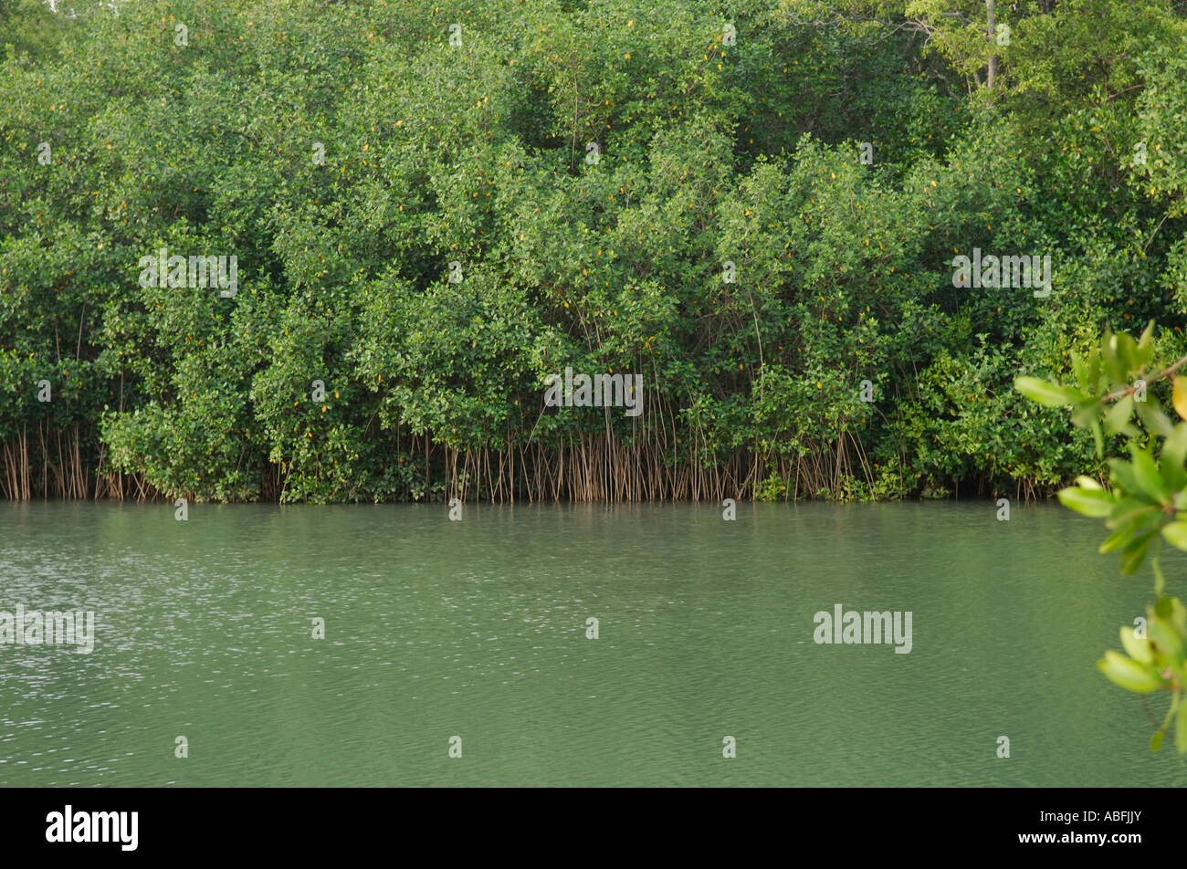 Red mangrove, Rhizophora mangle, arbres Banque D'Images