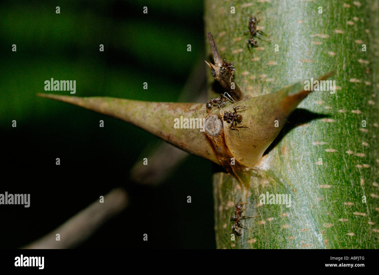 Porte-Acacia, Acacia sp, arbre aux fourmis symbiotiques Banque D'Images