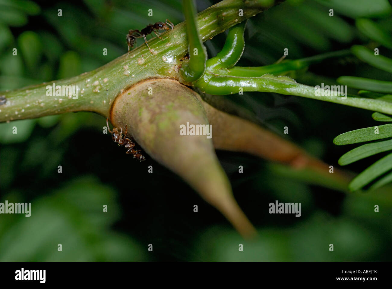 Porte-Acacia, Acacia sp, arbre aux fourmis symbiotiques Banque D'Images