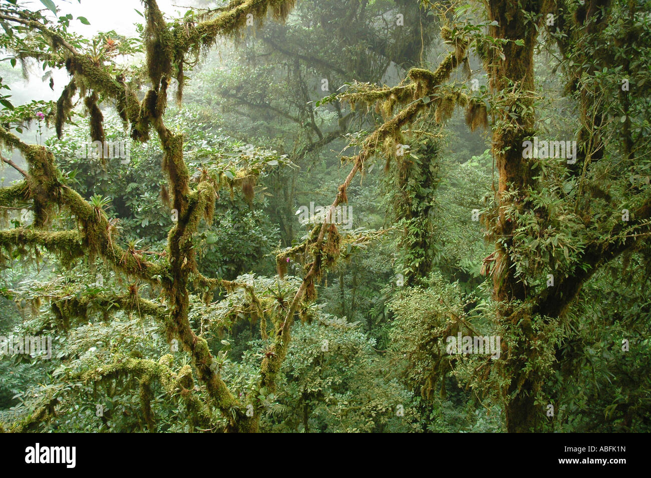 Mousse et d'arbres couverts d'épiphytes, tropical cloudforest, forêt nuageuse de Monteverde, Costa Rica Banque D'Images
