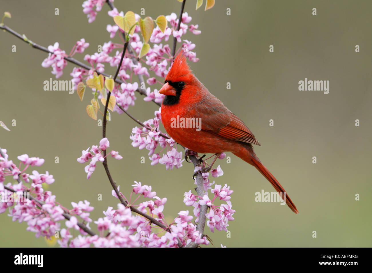 Cardinal rouge à Redbud Tree Banque D'Images