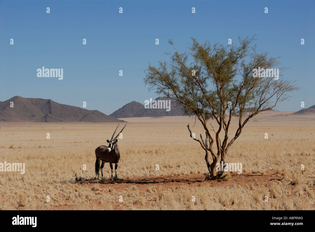 Namib Rand Nature Reserve Oryx Namibie Banque D'Images