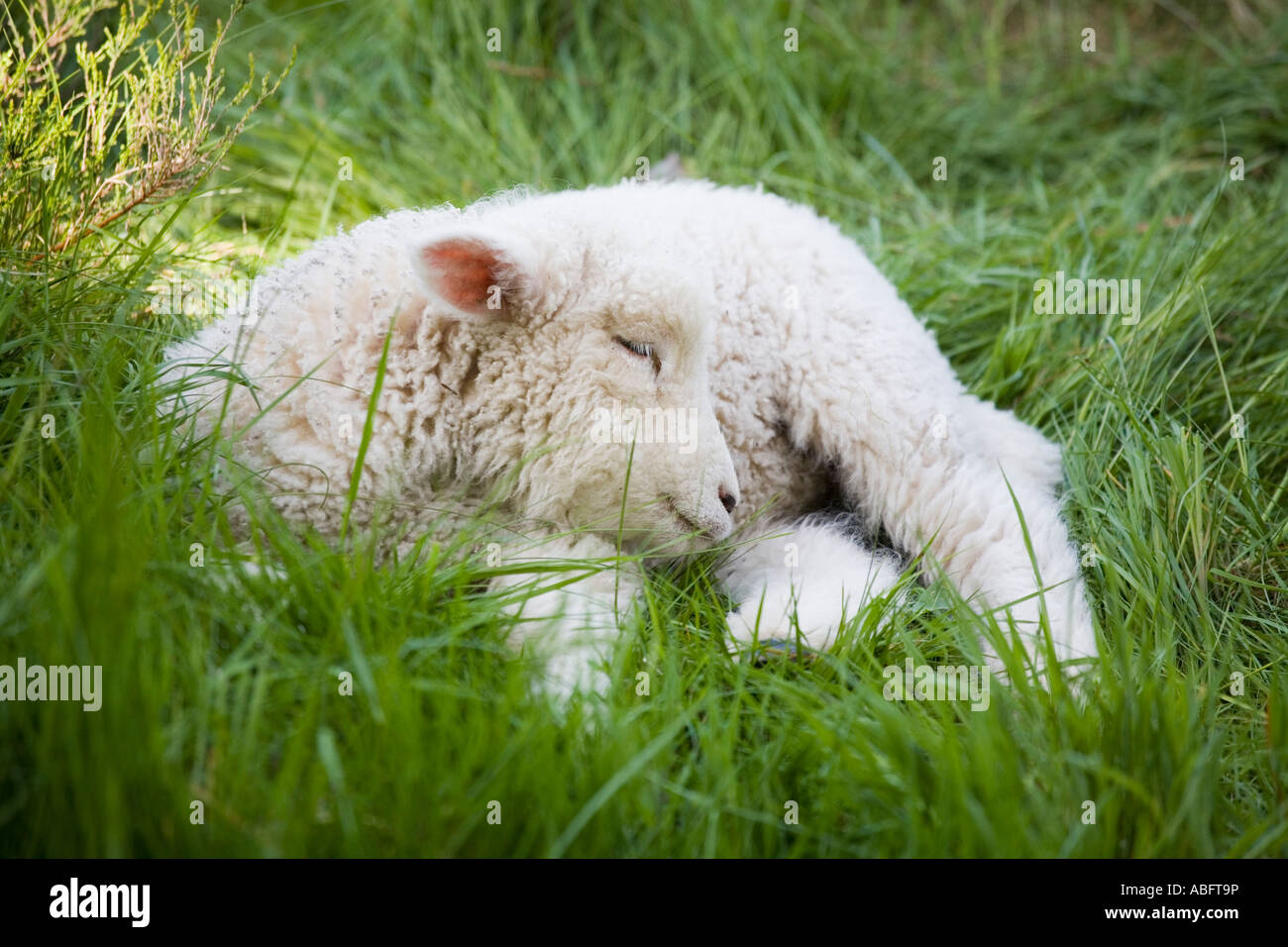 Dormir dans l'herbe d'agneau Banque D'Images