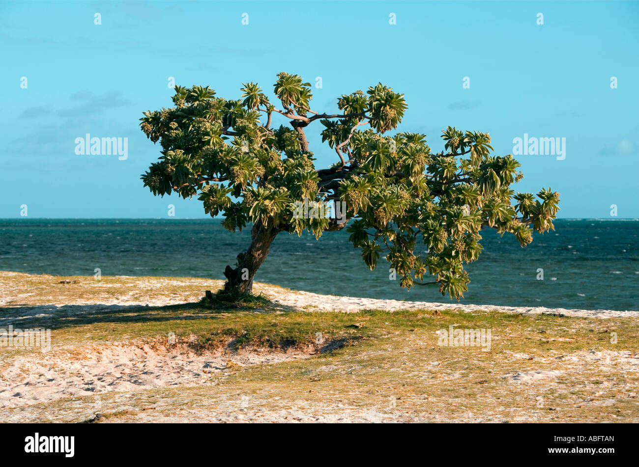 Arbre solitaire sur beach - Ile Maurice Banque D'Images