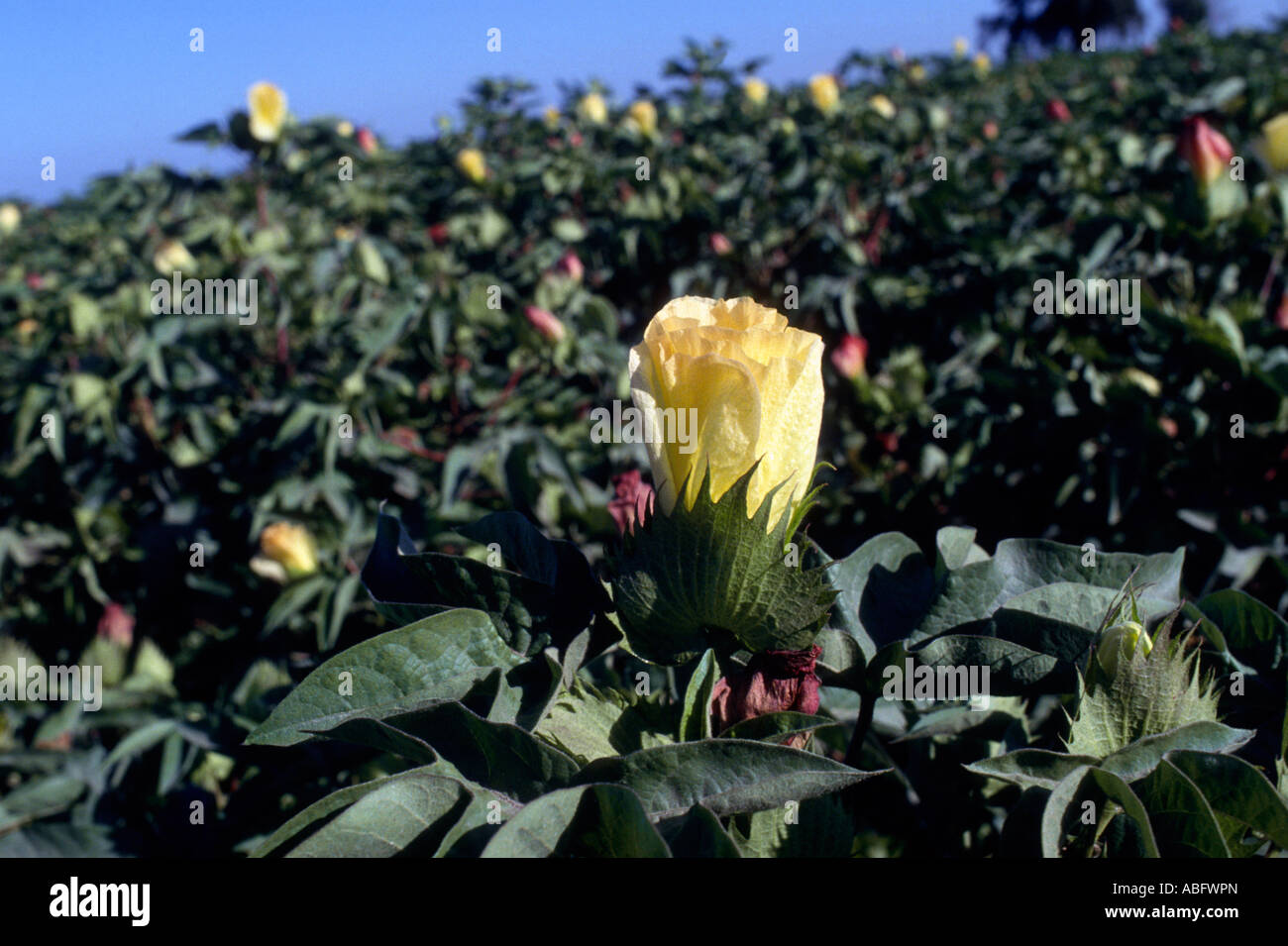 Fleur de coton de la Californie. Banque D'Images