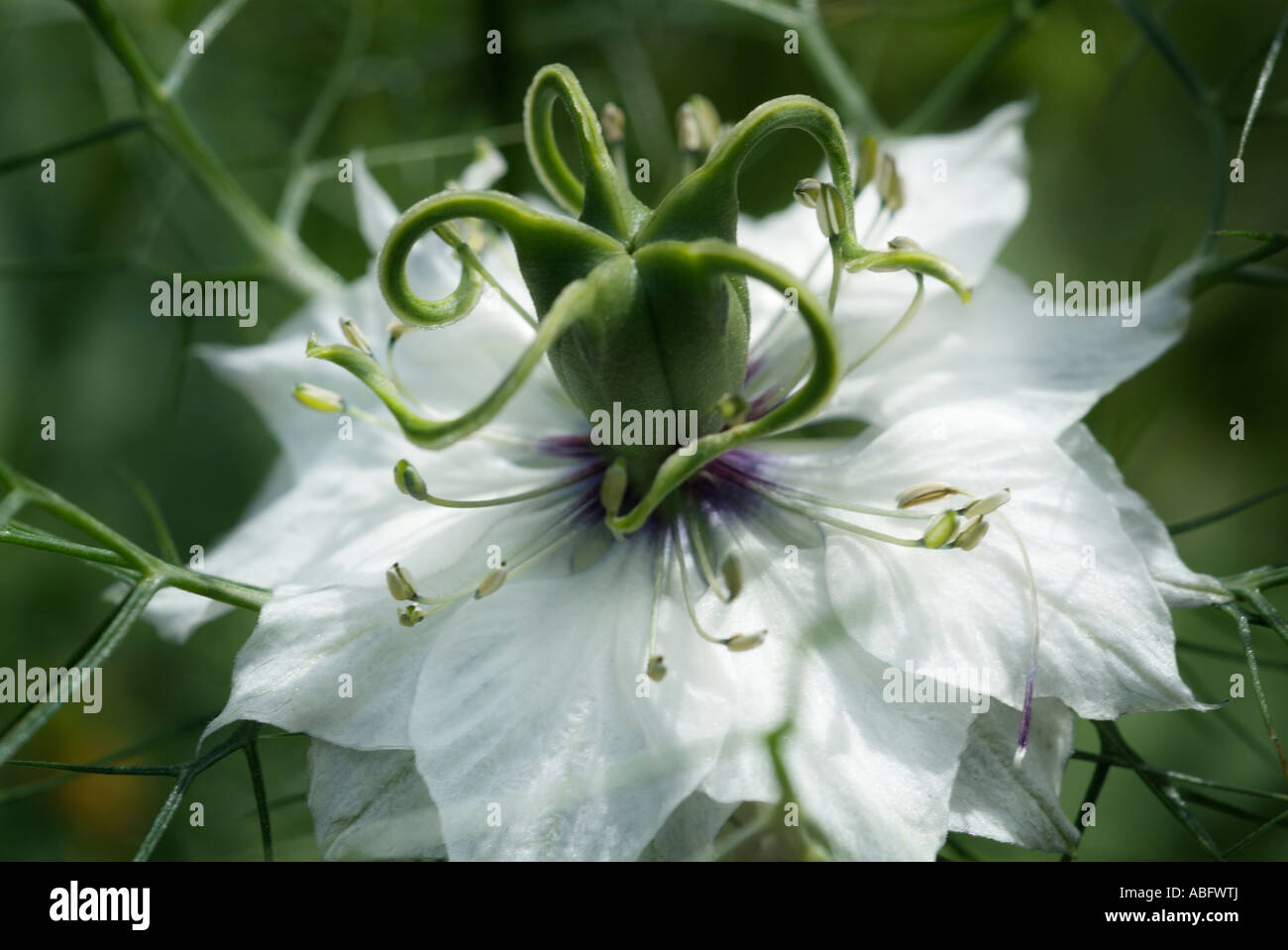 L'amour dans un brouillard blanc Nigella damascena macro close up detail capitule annuel symbole de l'amour Banque D'Images