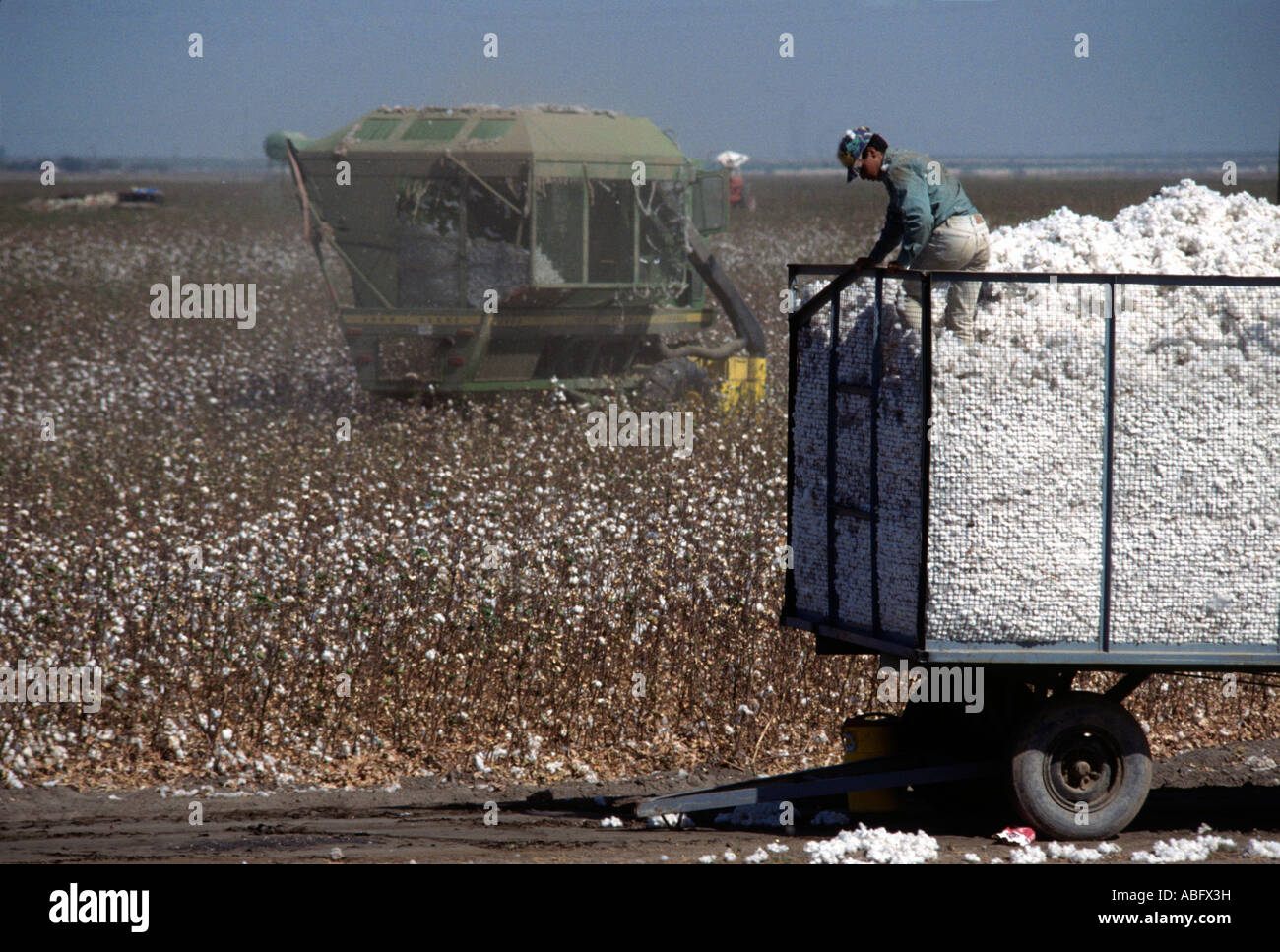Récolte du coton de la Californie. Banque D'Images