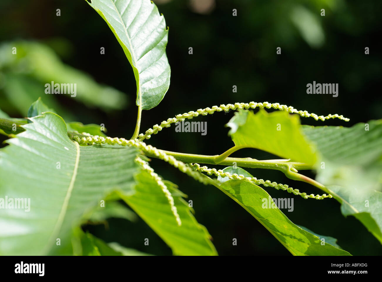 Fleur de châtaignier arbre feuilles d'étamines mâles Banque D'Images