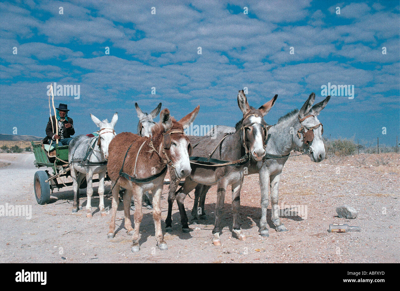 Des ânes traditionnelles sur la route de Windhoek Namibie Namib à l'Afrique du sud-ouest Banque D'Images