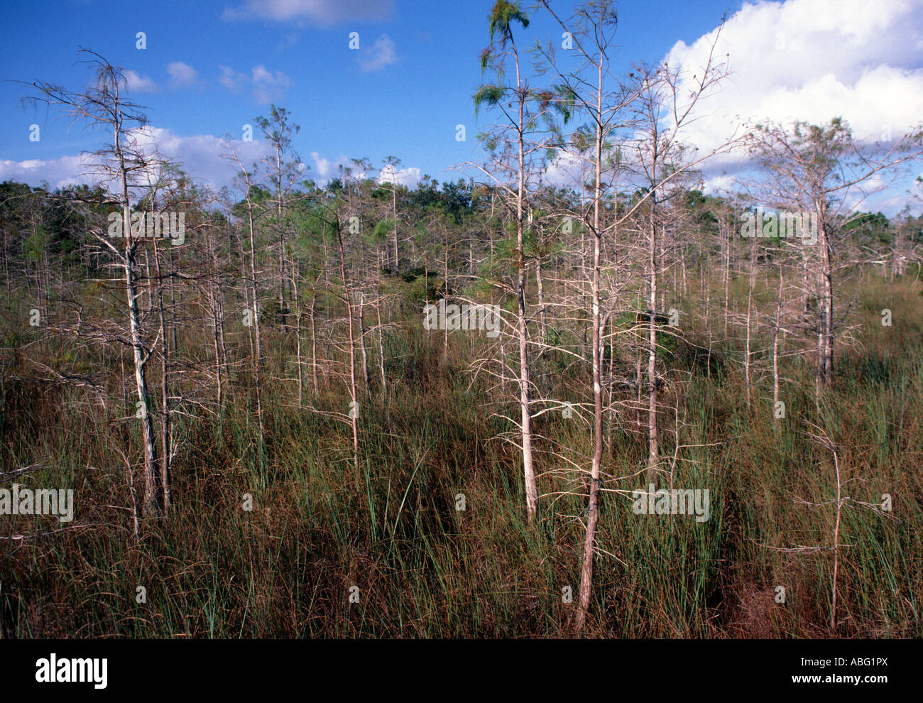 Cyprès nain sont rabougris étang cypress Taxodium distichum arbres dans le parc national des Everglades, Floride Banque D'Images