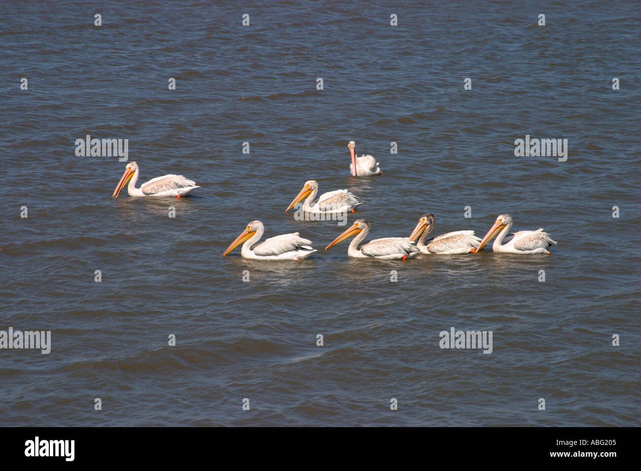 Pélicans d'Amérique Pelecanus erythrorhynchos Banque D'Images