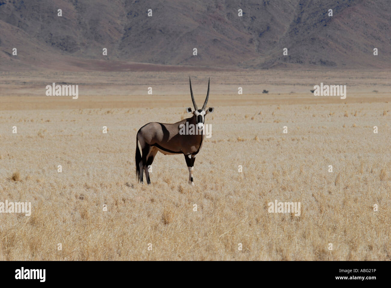 Namib Rand Nature Reserve Oryx Namibie Afrique du Sud Banque D'Images