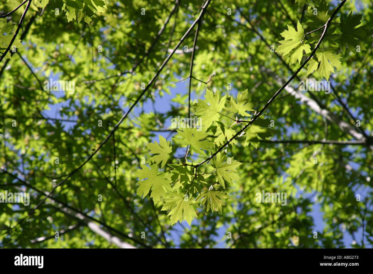 Acer macrophyllum érable Feuilles grandes branches et feuilles Banque D'Images