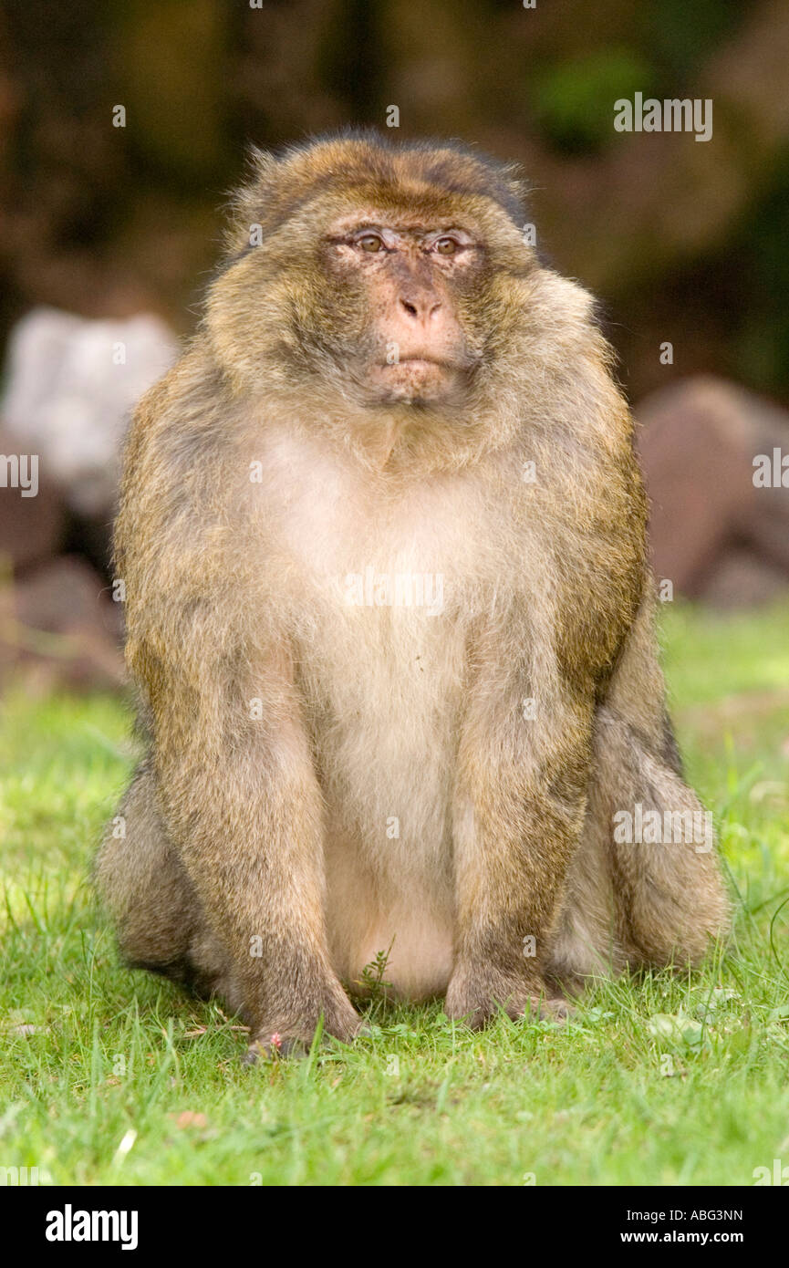 Forêt des Singes Macaques de Barbarie à dans le cadre de Trentham Gardens près de Stoke conservation park comme présenté sur la bbc Banque D'Images