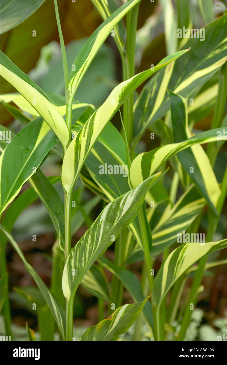 Hedychium forresti formulaire panaché de gingembre hardy pas en vente jusqu'à l'année prochaine Banque D'Images