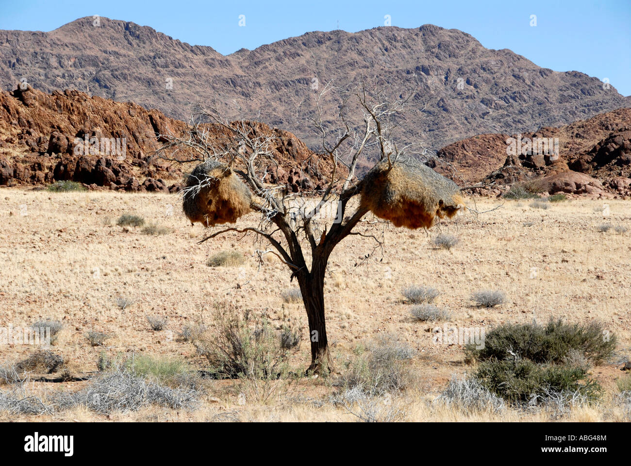 Sociable Weaver nids d'oiseau du désert du Namib Namibie Afrique du Sud Banque D'Images