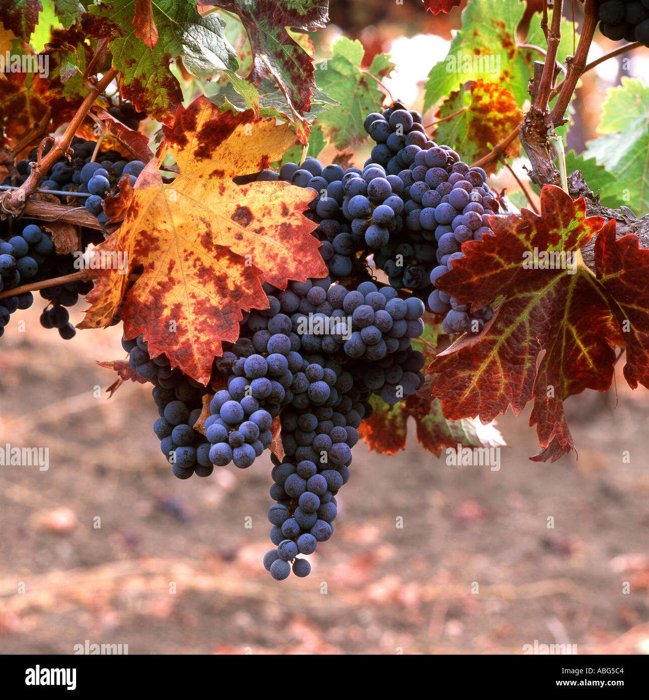 Close up of California Wine grapes on vine Banque D'Images