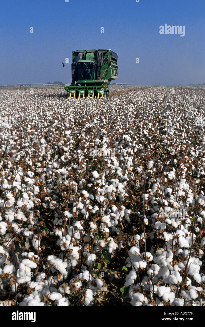 Le coton de la Californie et des pêcheurs. Banque D'Images