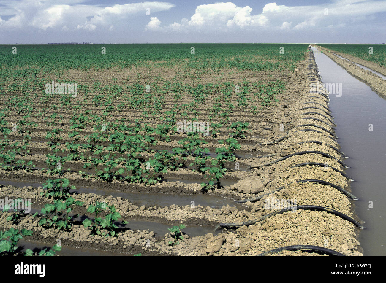 Le coton et la Californie l'irrigation. Banque D'Images