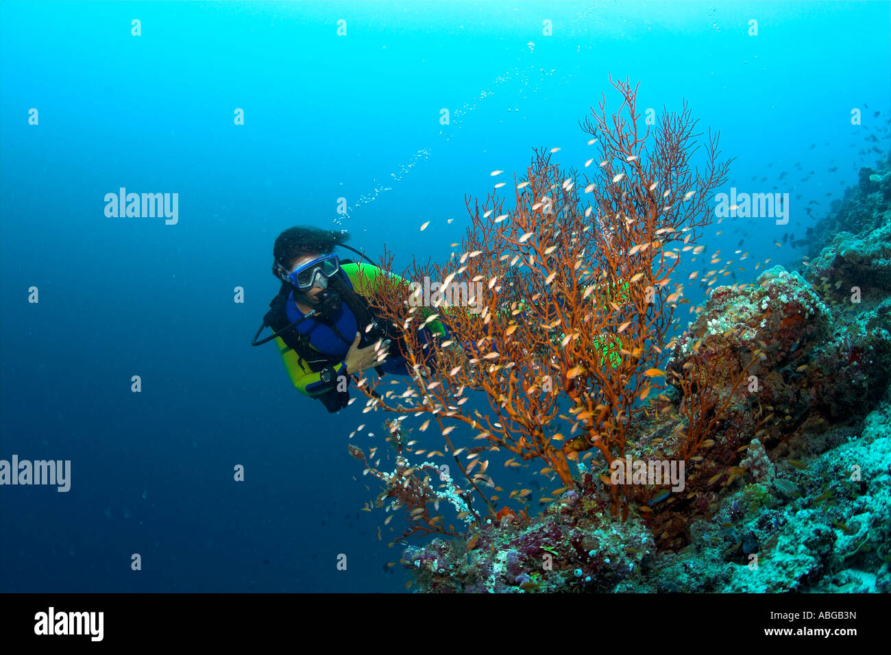 Derrière un plongeur Gorgonia. Banque D'Images