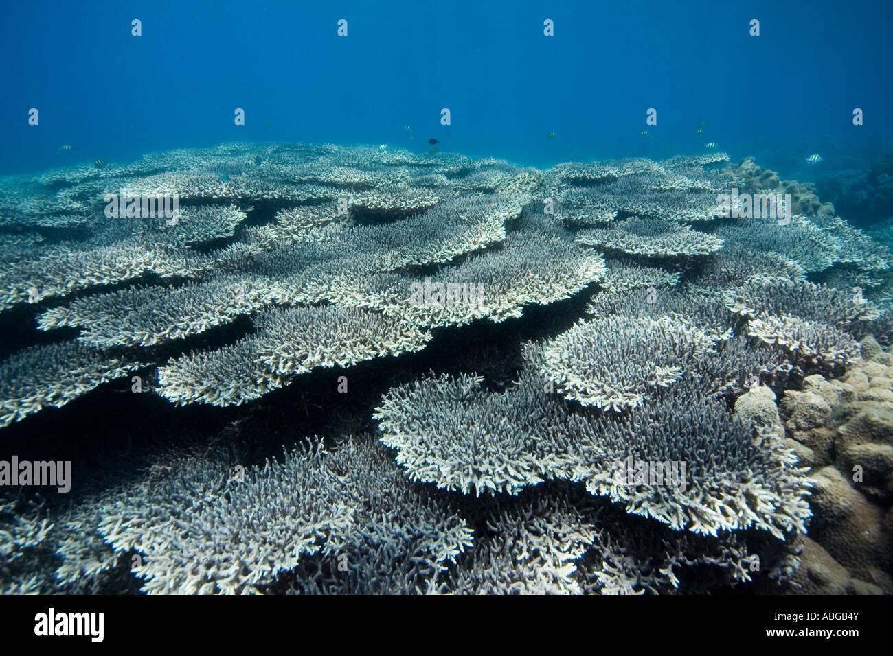 Récifs coralliens recouverts de coraux (Acropora clathrata contribuent en pierre) Banque D'Images