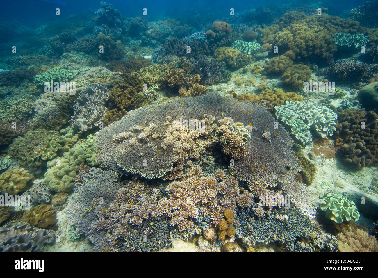 Couverts de coraux avec les coraux mous et les coraux (Acropora clathrata contribuent en pierre) Banque D'Images