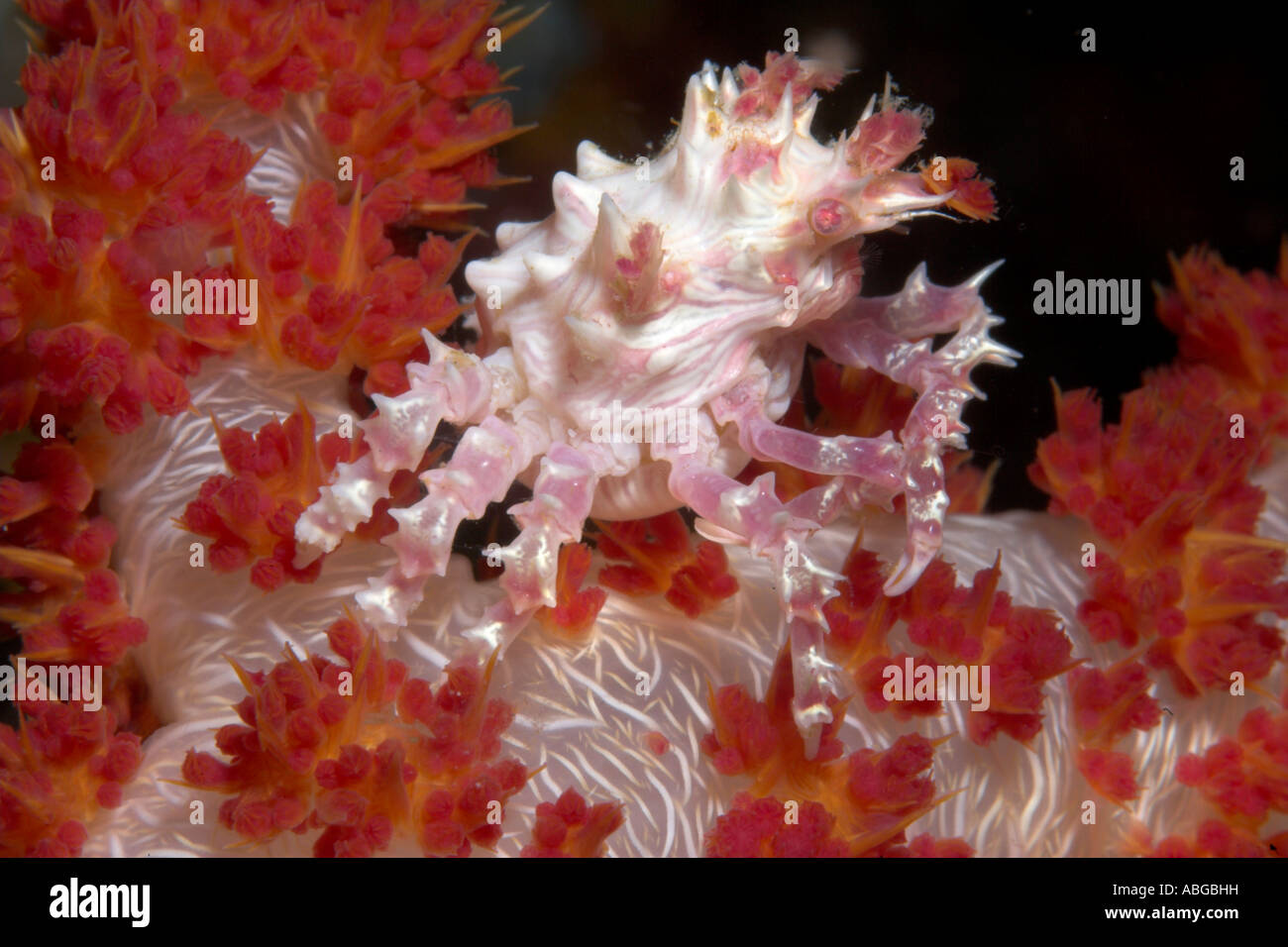 Crabe Hoplophrys coraux mous (oatesii) Banque D'Images