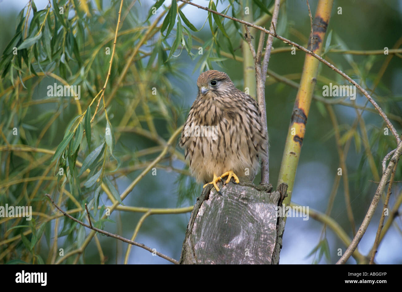 Faucon crécerelle (Falco tinnunculus), les jeunes Kestrel perché sur tronc d'arbre Banque D'Images