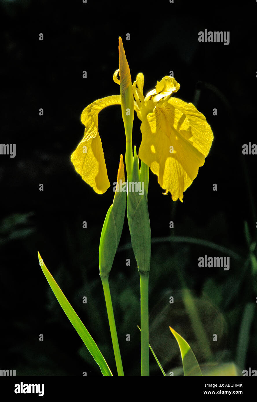 Drapeau jaune Iris pseudacorus Iris ( ) . Lozère , Angleterre , U . K . , Europe . Banque D'Images