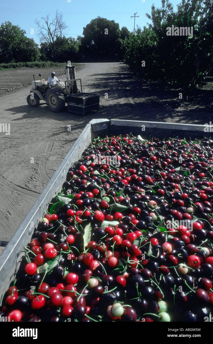 Les cerises fraîches récoltées dans le bac avec le tracteur en verger. Banque D'Images